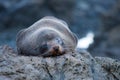 Sleeping seal