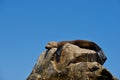 Sleeping seal on a rock against a clear blue sky.