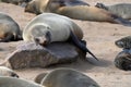 Sleeping seal, Skeleton Coast, Namibia Royalty Free Stock Photo