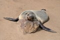 Sleeping seal, Skeleton Coast, Namibia Royalty Free Stock Photo