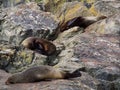Sleeping seals on the rock at the Milford Sound, Fiordland National Park, Southland, New Zealand South Island Royalty Free Stock Photo
