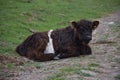 Sleeping Shaggy Calf in North Yorkshire England