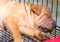 Sleeping Sharpei Dog. Royalty Free Stock Photo