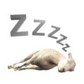 Sleeping sheep or lamb illustration