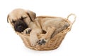 Sleeping Shepherd Puppy in a basket