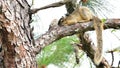 Sleeping Sherman's southern fox squirrel on long leaf pine tree branch