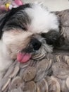 Cute sleeping shihtzu dog Royalty Free Stock Photo