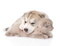 Sleeping Siberian Husky puppy dog hugs scottish cat. isolated on white