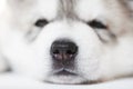 Sleeping Siberian husky puppy dogs