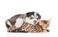 Sleeping Siberian Husky puppy embracing bengal cat. isolated on white background Royalty Free Stock Photo