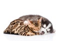 Sleeping Siberian Husky puppy hugs bengal kitten. isolated on white background