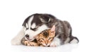 Sleeping Siberian Husky puppy hugs bengal kitten. isolated on white background