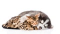 Sleeping Siberian Husky puppy hugs bengal kitten. isolated on white background