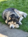 Sleeping Sibirien Husky Royalty Free Stock Photo
