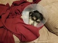 Sleeping sick black and white dog in red blanket with plastic cone collar