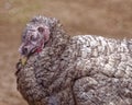 Sleeping sick turkey in the outdoor bird yard Royalty Free Stock Photo