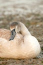 Sleeping signet