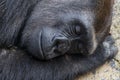 Sleeping silverback gorilla profile