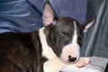 Sleeping  six weeks old miniature bull terrier puppy Royalty Free Stock Photo