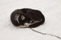 Sleeping Sled Dog With Chain Royalty Free Stock Photo