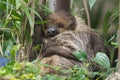 Sleeping sloth Royalty Free Stock Photo