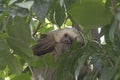 Sleeping Sloth in a Rainforest Tree