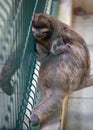 Sleeping sloth at Sloth Sanctuary