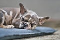 Sleeping small merle colored French Bulldog dog puppy with mottled patches