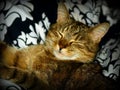 Sleeping and smiling cat Royalty Free Stock Photo