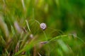 Sleeping snail Royalty Free Stock Photo