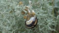 sleeping snail and forbs of nature