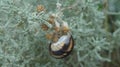 The sleeping snail and its world of plants and flowers