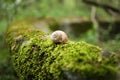 Snail on the surface of a young green moss. Royalty Free Stock Photo