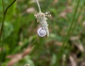 sleeping snail on a plant