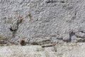 Snail sleeping on an old rugged wall.