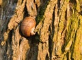 Sleeping snail on tree bark
