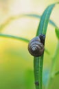 Sleeping snail on a vertical green leaf meets the dawn