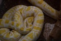 Sleeping snake close-up. A white snake with yellow spots. Yellow Burmese Python Royalty Free Stock Photo