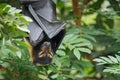 Sleeping Spectacled Flying Fox Fruit Bat In Rainforest Royalty Free Stock Photo