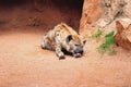 Sleeping spotty hyena Royalty Free Stock Photo