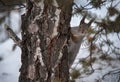 Sleeping squirrel sitting on a tree in winter forest