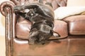 Sleeping Staffordshire Bull Terrier. Royalty Free Stock Photo
