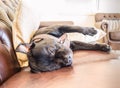 Sleeping staffordshire bull terrier dog on a sofa. Royalty Free Stock Photo