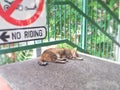 Sleeping stray cat Royalty Free Stock Photo