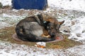 Sleeping stray dog with a clip in the ear