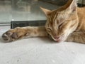 Sleeping stray ginger cat on white flooring and glass door background