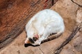 Sleeping street cat near the old wall in medina of Marrakesh. Morocco Royalty Free Stock Photo