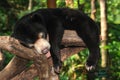 Sleeping sun bear Royalty Free Stock Photo