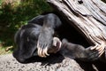 Sleeping sun bear Royalty Free Stock Photo