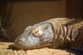 Komodo Dragon sleeping in the sun Royalty Free Stock Photo